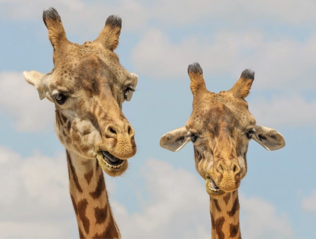 giraffe-animals-zoo-funny