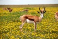 antelope-nature-flowers-meadow-52961