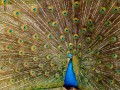 peacock-plumage-bird-peafowl-45911